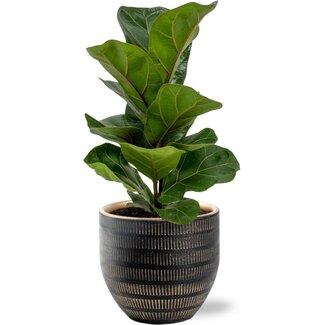 Ficus Lyrata - Ø12cm - ↕30cm + Beau Pot D14x13cm - Zwart