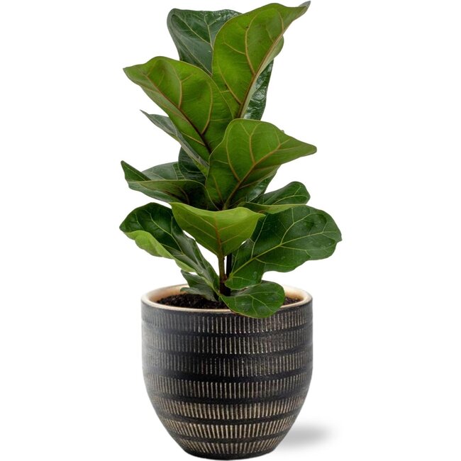 Ficus Lyrata - Ø12cm - ↕30cm + Beau Pot D14x13cm - Zwart