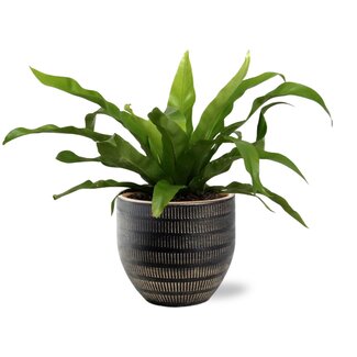 Asplenium Antiquum - Ø12cm - ↕25cm + Beau Pot D14x13cm - Zwart