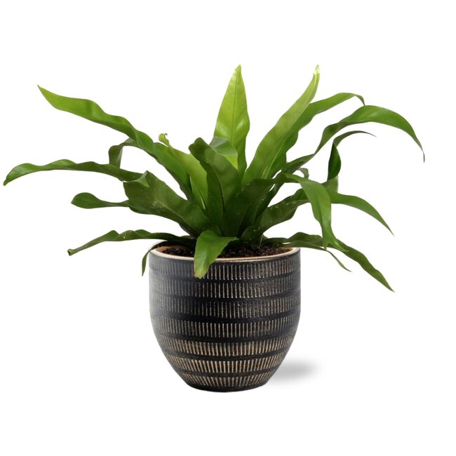 Asplenium Antiquum - Ø12cm - ↕25cm + Beau Pot D14x13cm - Zwart