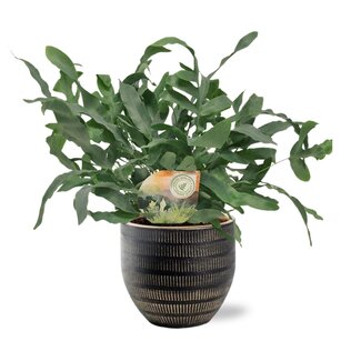 Phlebodium Blue Star - Ø12cm - ↕35cm + Beau Pot D14x13cm - Zwart