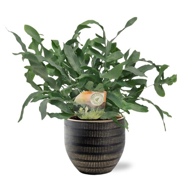 Phlebodium Blue Star - Ø12cm - ↕35cm + Beau Pot D14x13cm - Zwart