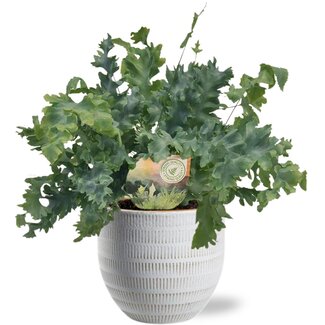 Phlebodium Davana - Ø12cm - ↕35cm + Beau Pot D14x13cm - Wit