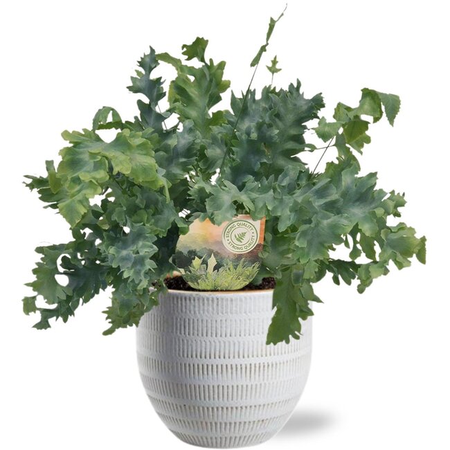 Phlebodium Davana - Ø12cm - ↕35cm + Beau Pot D14x13cm - Wit
