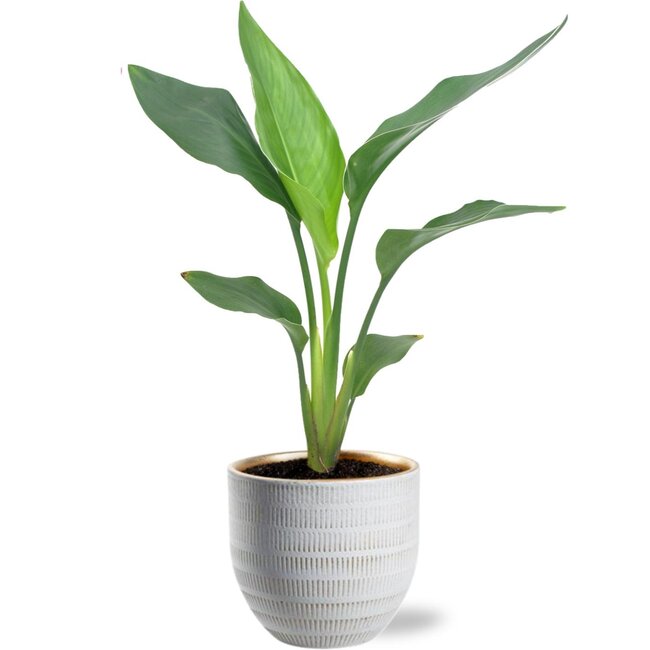 Strelitzia Reginea - Ø12cm - ↕40cm + Beau Pot D14x13cm - Wit