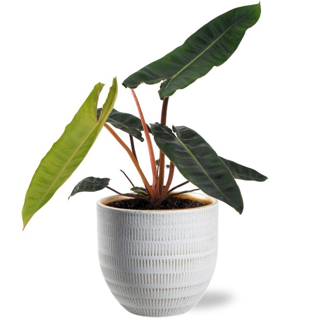 Philodendron Billietiae - Ø12cm - ↕25cm + Beau Pot D14x13cm - Wit