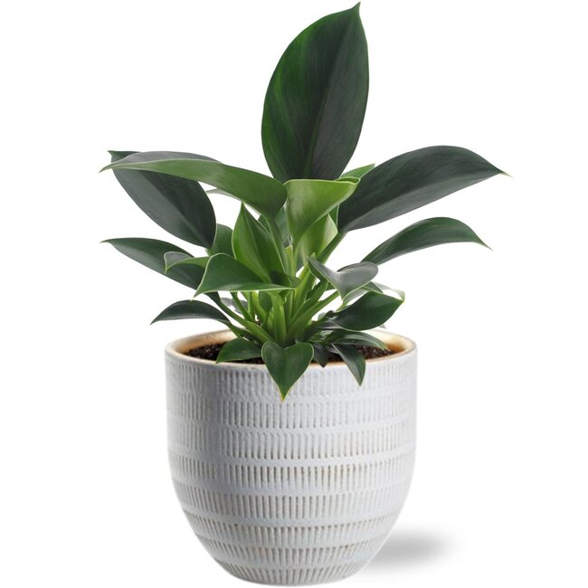 Philodendron Green Princess - Ø12cm - ↕25cm + Beau Pot D14x13cm - Wit