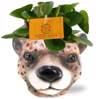 Peperomia Obtipan - Ø11cm - ↕15cm + Plantenbak Luipaard D12x9,5cm - Bruin