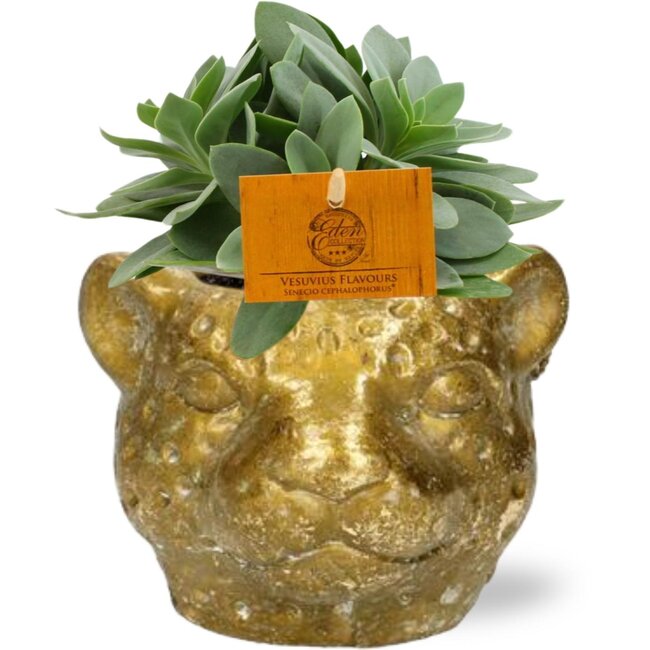 Senecio Cephalophorus - Ø10,5cm - ↕15cm + Plantenbak Luipaard D12x9,5cm - Goud