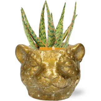 Aloe Hybride - Ø10,5cm - ↕15cm + Plantenbak Luipaard D12x9,5cm - Goud