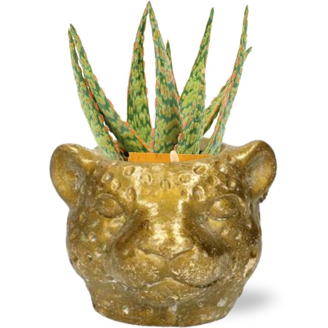 Aloe Hybride - Ø10,5cm - ↕15cm + Plantenbak Luipaard D12x9,5cm - Goud