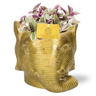 Tradescantia Sweetness - Ø10,5cm - ↕10cm + Plantenbak Olifant D11/12x10cm - Goud
