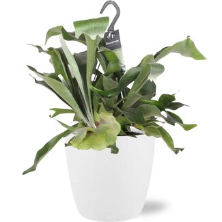 Platycerium Bifurcatum - Ø17cm - ↕30cm + Pot Brussels D18x17cm - Wit