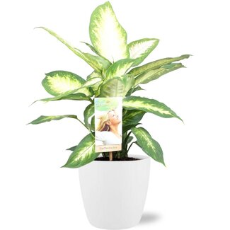 Dieffenbachia Camilla - Ø17cm - ↕45cm + Pot Brussels D18x17cm - Wit