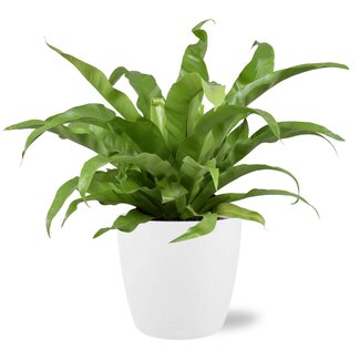Asplenium Antiquum - Ø17cm - ↕45cm + Pot Brussel D18x17cm - Wit