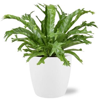 Asplenium Nidus Crissie - Ø17cm - ↕40cm + Pot Brussel D18x17cm - Wit