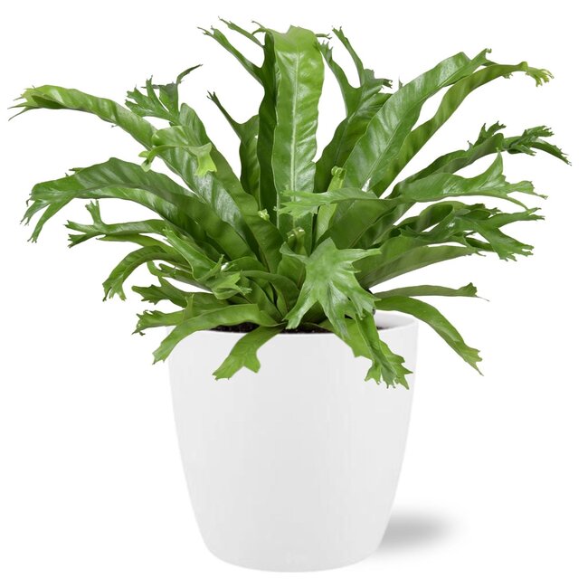 Asplenium Nidus Crissie - Ø17cm - ↕40cm + Pot Brussel D18x17cm - Wit
