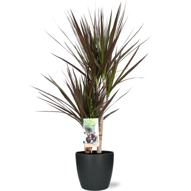 Dracaena Magenta - Ø17cm - ↕80cm + Pot Brussel D18x17cm - Antraciet
