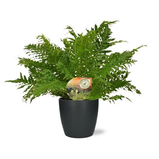 Blechnum Silver Lady - Ø17cm - ↕50cm + Pot Brussel D18x17cm - Antraciet