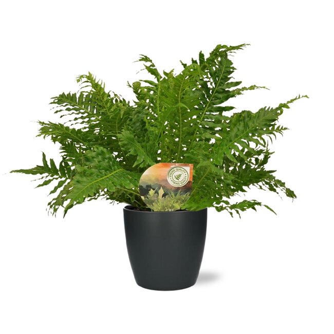 Blechnum Silver Lady - Ø17cm - ↕50cm + Pot Brussel D18x17cm - Antraciet