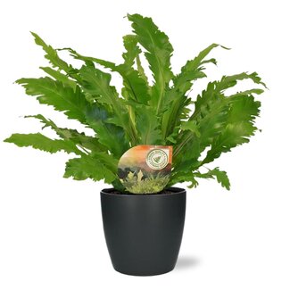 Asplenium Campio - Ø17cm - ↕50cm + Pot Brussels D18x17cm - Antraciet