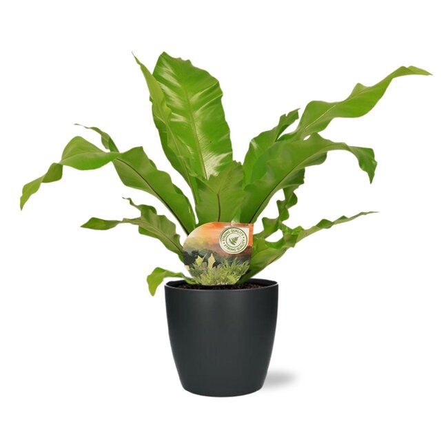 Asplenium Nidus - Ø17cm - ↕60cm + Pot Brussel D18x17cm - Antraciet