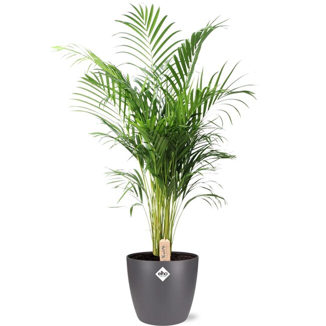 Dypsis Lutescens (Areca) - Ø24cm - ↕110cm + Pot Brussel D25x23cm - Antraciet