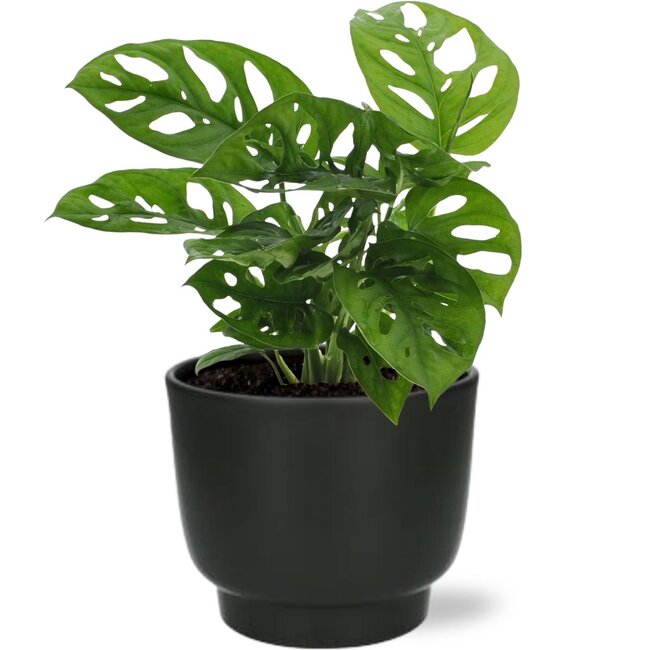 Monstera Monkey Leaf - Ø12cm - ↕30cm + Potenza Pot D13x11cm - Zwart