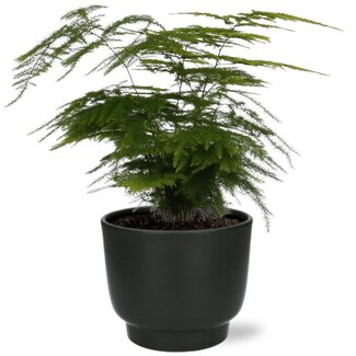 Asperges Setaceus - Ø12cm - ↕35cm + Potenza Pot D13x11cm - Zwart