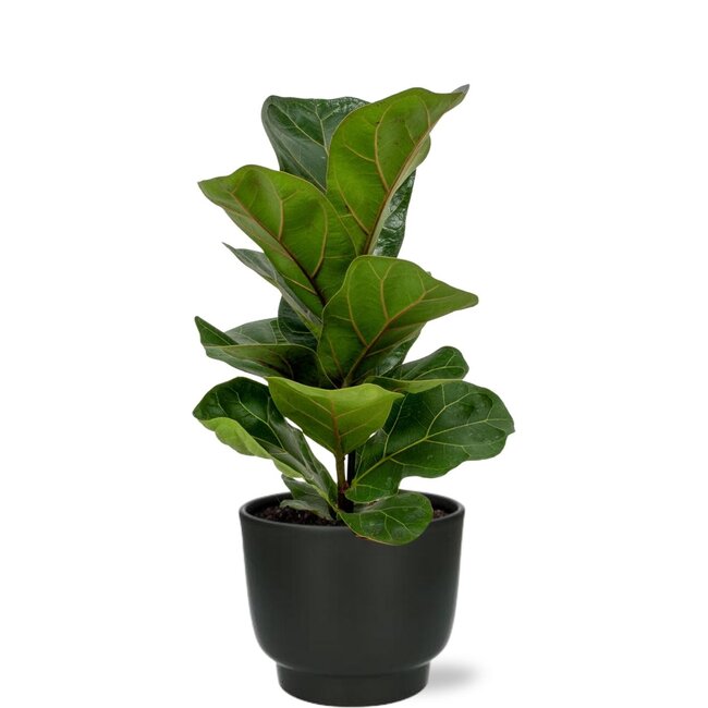 Ficus Lyrata - Ø12cm - ↕30cm + Potenza Pot D13x11cm - Zwart