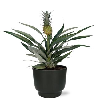 Bromelia Ananas - Ø12cm - ↕30cm + Potenza Pot D13x11cm - Zwart