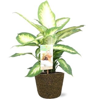 Dieffenbachia Camilla - Ø17cm - ↕45cm + Selin Pot D18x16cm - Zwart