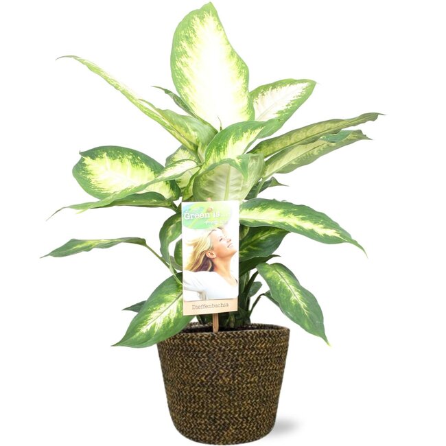 Dieffenbachia Camilla - Ø17cm - ↕45cm + Selin Pot D18x16cm - Zwart