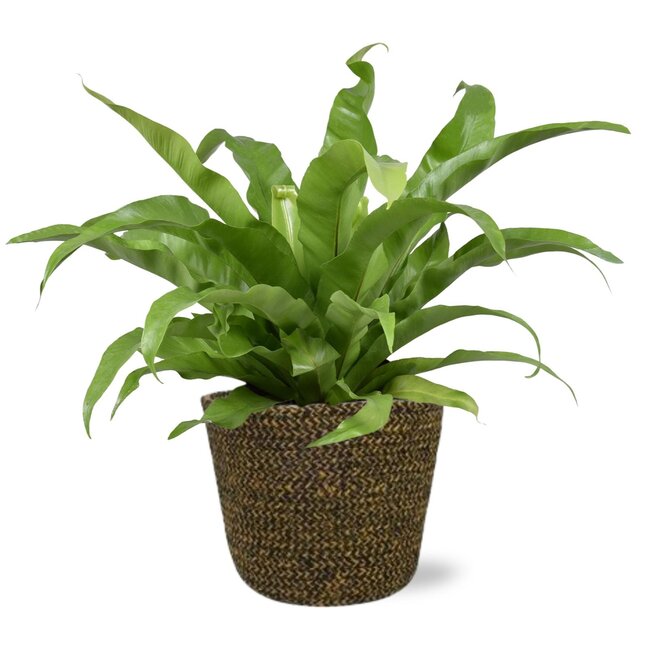 Asplenium Antiquum - Ø17cm - ↕45cm + Selin Pot D18x16cm - Zwart