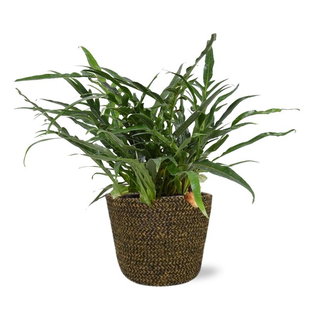 Aglaomorpha Coronans - Ø17cm - ↕45cm + Selin Pot D18x16cm - Zwart