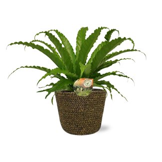 Asplenium Osaka - Ø17cm - ↕40cm + Selin Pot D18x16cm - Zwart
