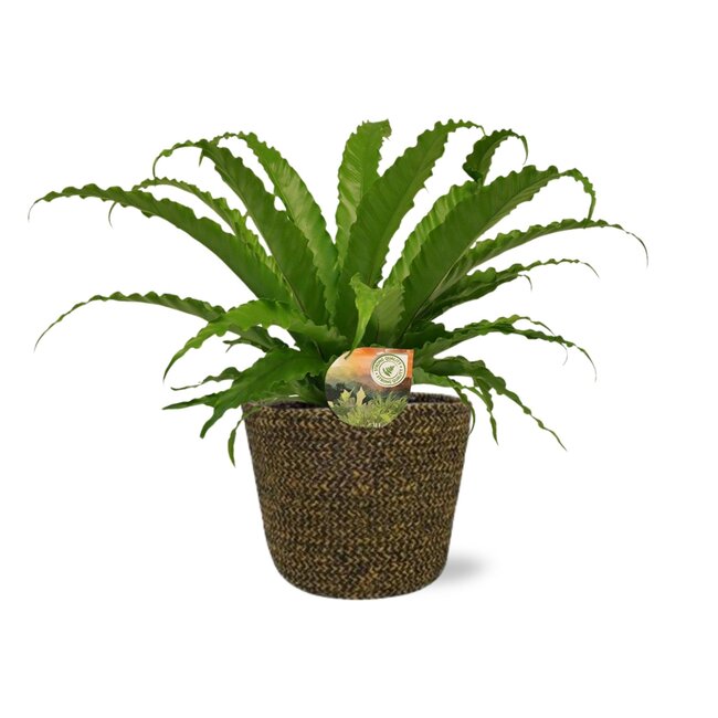 Asplenium Osaka - Ø17cm - ↕40cm + Selin Pot D18x16cm - Zwart