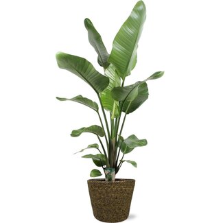 Strelitzia Nicolai - Ø21cm - ↕100cm + Selin Pot D22x19cm - Zwart