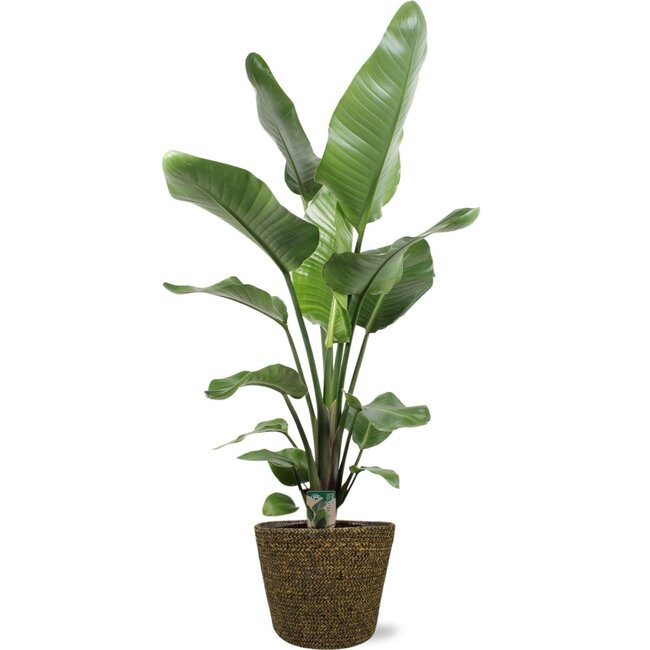 Strelitzia Nicolai - Ø21cm - ↕100cm + Selin Pot D22x19cm - Zwart