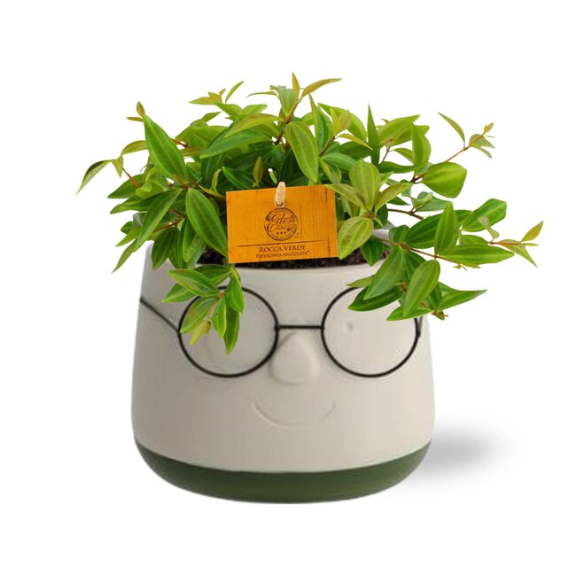 Peperomia Ang. Rocca Vivace - Ø11cm - ↕15cm + Pot Bril D12x9cm - Groen