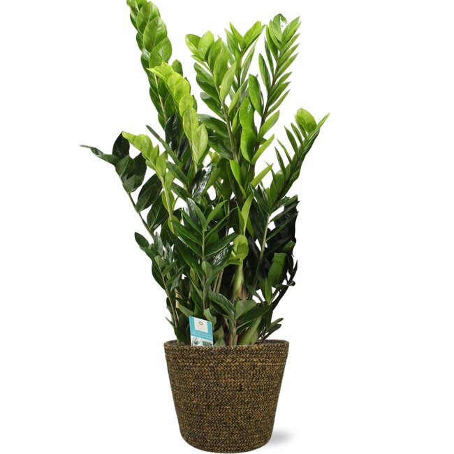 Zamioculcas Zamiifolia - Ø21cm - ↕95cm + Selin Pot D22x19cm - Zwart