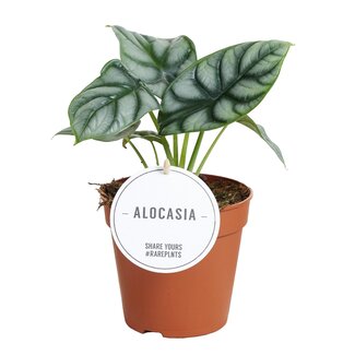Alocasia Zilveren Draak - Ø12cm - ↕25cm