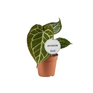Anthurium Crystallinum - Ø12cm - ↕20cm