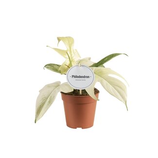 Philodendron Florida Ghost - Ø12cm - ↕30cm