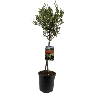 Olea Europaea "op Stam" - Ø19cm - ↕90cm