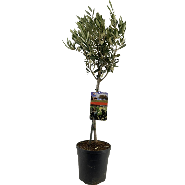 Olea Europaea "op Stam" - Ø19cm - ↕90cm