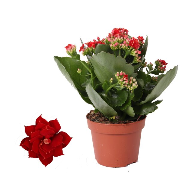 Kalanchoë Rosalina Don Justino Rood - Ø12cm - ↕27cm
