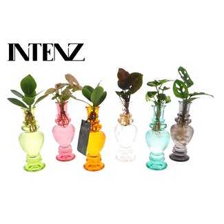 Kamerplanten Mix in Venetië Glas - 6 stuks - Ø7cm - ↕20cm