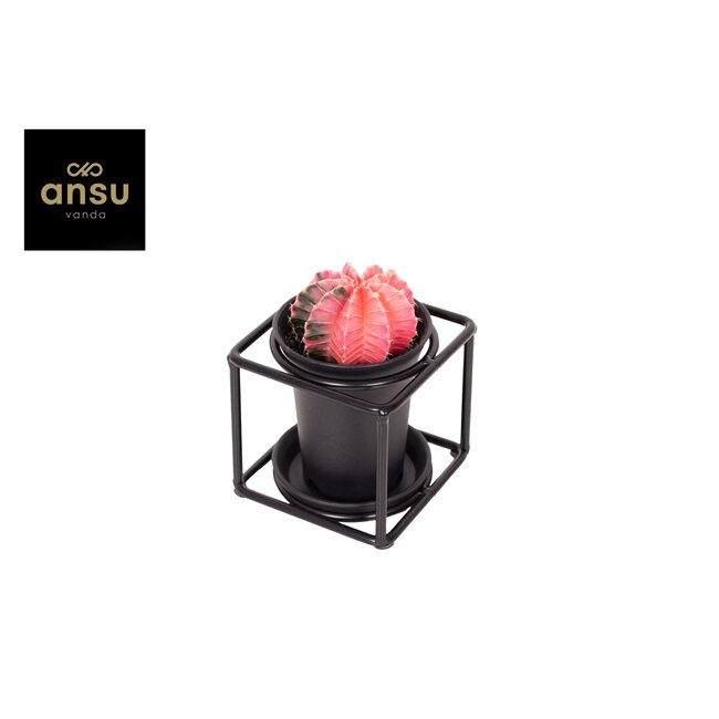 Cactus in designlijst - Ø10cm - ↕12cm