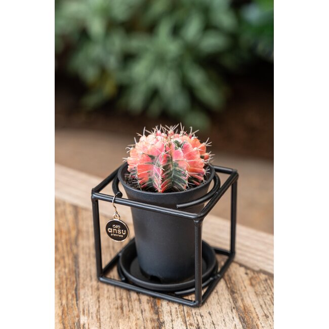 Cactus in designlijst - Ø10cm - ↕12cm